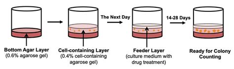 The soft agar colony formation assay 